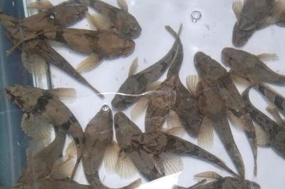 中国最贵的十种淡水鱼,长江刀鱼上榜,第三被称为淡水鱼王